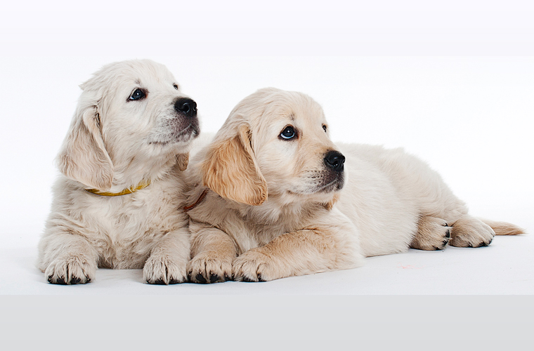 2 Golden Retriever puppies